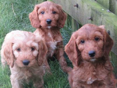 Cockapoo puppies in Carlow